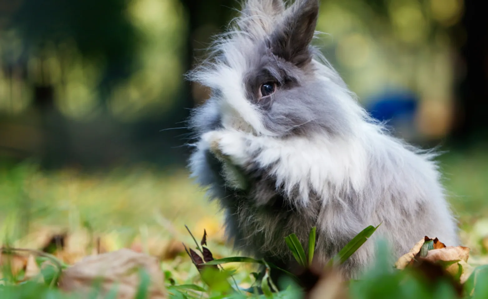 Rabbit jumping in grass and covering its eyes